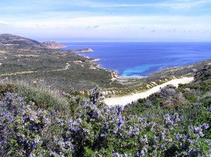 Illustration Plage de Calvi