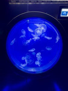 Illustration Seaquarium