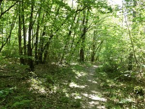 Illustration Sentier de la boucle de la Beauronne