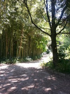 Illustration Jardin des Plantes