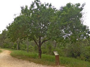 Illustration Sentier de la colline de Font-Caude