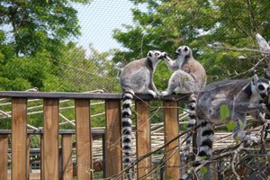 Illustration Zoo de Bordeaux Pessac